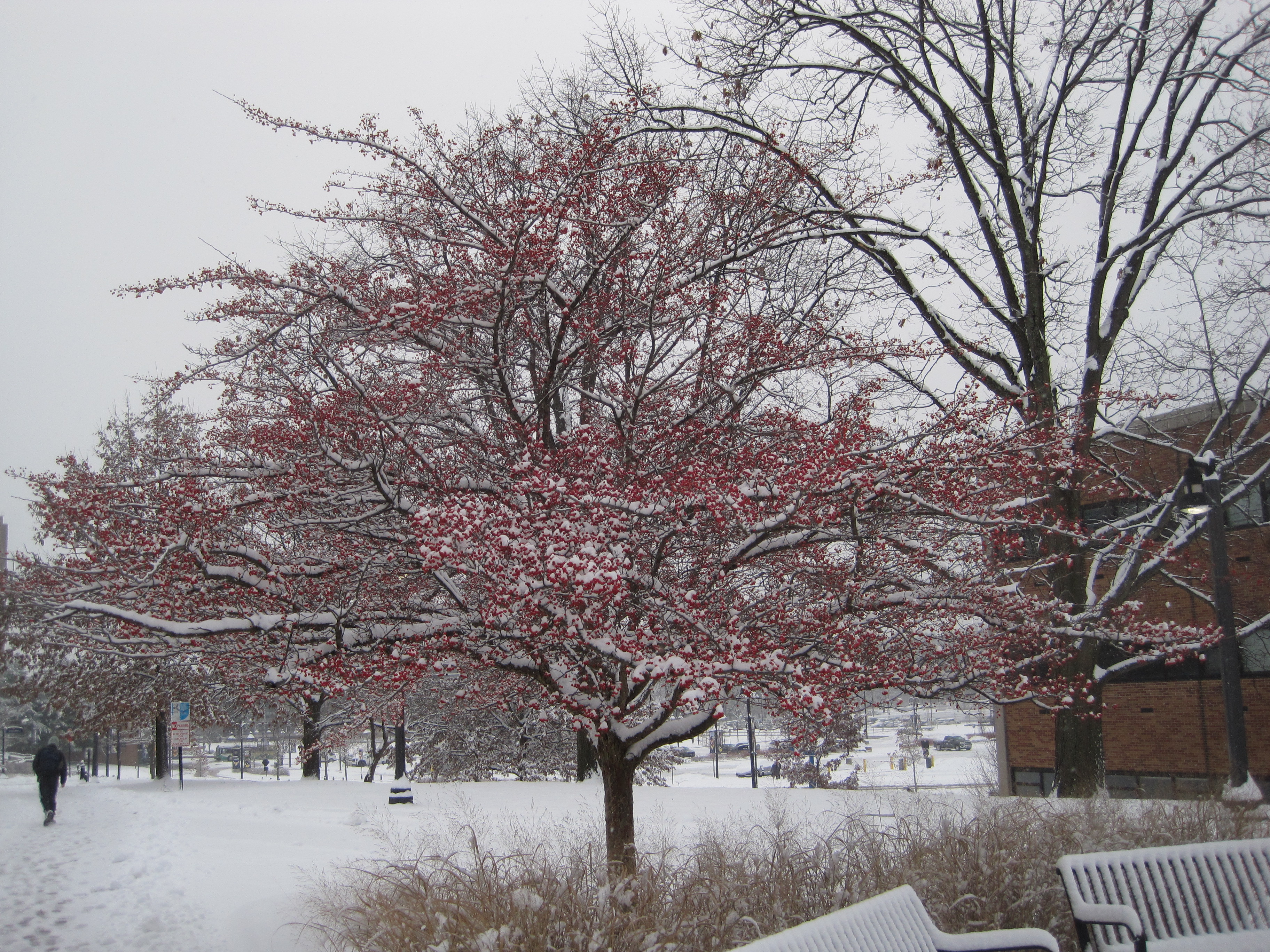 A lovely picture of a tree that I took
